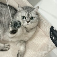 CanboPet Lit hamac doux pour chat et chiot, rafraîchissant, respirant et surélevé