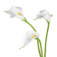 Fait à la main petit toucher réaliste artificiel Calla Lily doux EVA tige unique mariage décor à la maison pour Thanksgiving saint valentin