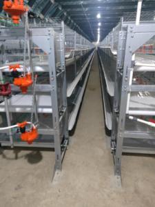 Équipement d'élevage automatique moderne pour poulets de chair <span class=keywords><strong>Cage</strong></span> pour poulets de chair de volaille de type H pour le Nigeria - Product Image 2