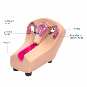 Weibliches Verhütung strain ings modell Bildungs ausrüstung - Product Image 2