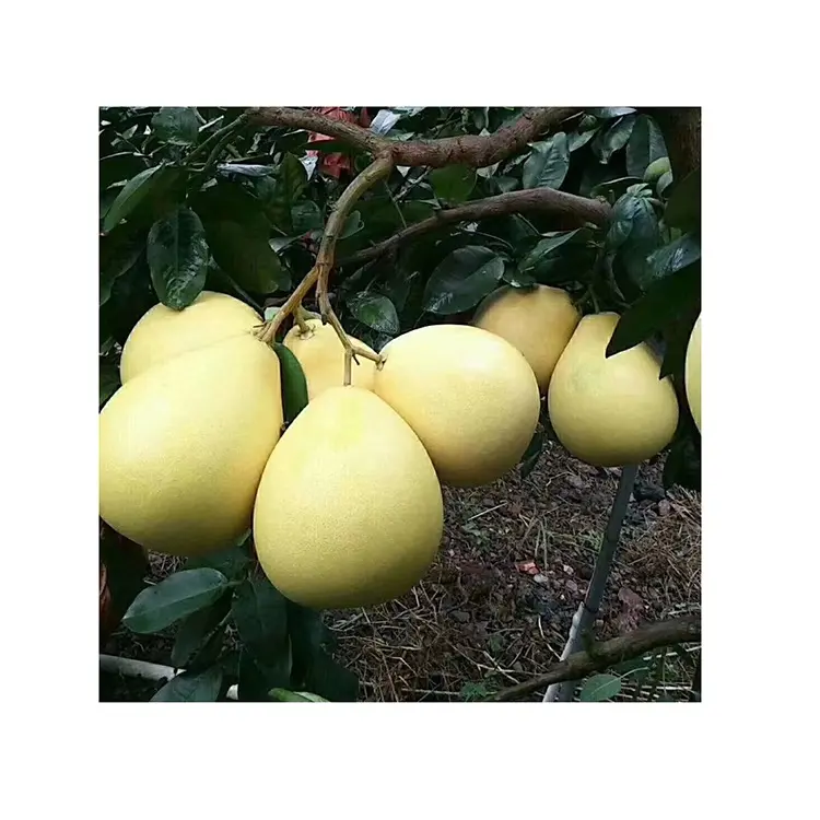 Pomelo Fruit acquista Online frutta al pompelmo benefici Pomelo congelato frutta pompelmo calorie