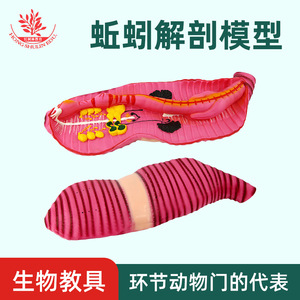 Earthworm dissection model, earthworm teaching demonstration instrument, teaching aids, and magnified model of the internal - Product Image 5