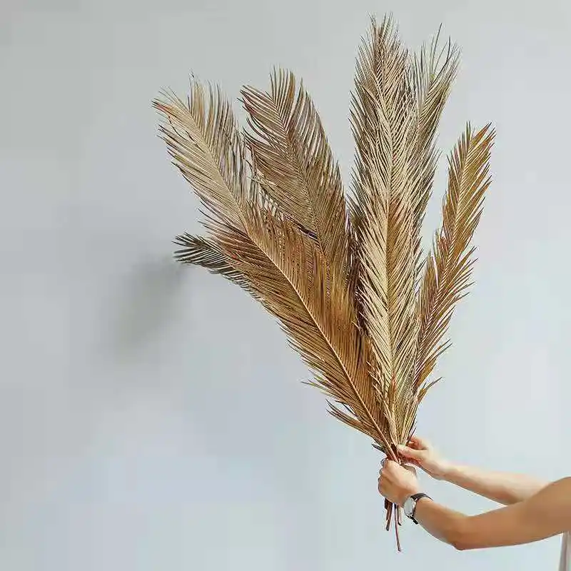 Hojas de lanza de palma para decoración artística, hojas naturales secas de folium, cycas, venta al por mayor