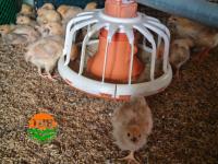 Nouveau système d'alimentation pour poulets de chair TBB avec acier inoxydable et PVC, garantie 1 an