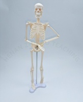Modèle de squelette anatomique humain miniature de 45 cm pour l'enseignement, en PVC, pour la science médicale
