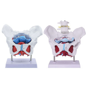 Insan anatomik tıbbi bilim kadın pelvik modeli kadın Genital Organ modeli ile zemin kas - Product Image 2