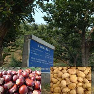 Châtaignes fraîches faciles à peler, châtaignes fraîches biologiques <span class=keywords><strong>de</strong></span> qualité supérieure, châtaignes fraîches biologiques sucrées - Product Image 3