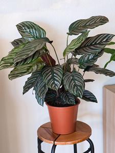 Premium Calathea Collection: Exotic Prayer Plant Tropical Foliage Indoor Decor Supplier - Product Image 2