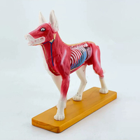 Modèle d'enseignement de l'acupuncture canine, modèle d'anatomie animale