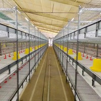 Équipement d'élevage avicole, système d'alimentation automatique, cage à poulets de type H