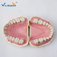 Modelo de estudio dental tipo BF, modelo de dientes de repuesto para tipodonto