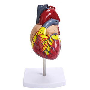 Anatomía órganos del <span class=keywords><strong>cuerpo</strong></span> <span class=keywords><strong>humano</strong></span> tamaño natural modelo de estructura del corazón - Product Image 1