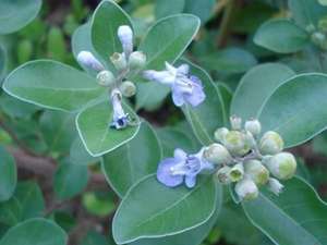 Buena calidad, ITEX, gnus, astus, Xtract, ITEX, rifolia. Xtract-lavones 5%, - Product Image 2