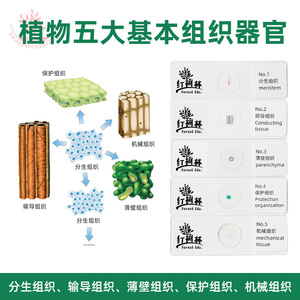 Observación microscópica de los cinco tejidos básicos de las plantas en una placa de microscopio: meristema mecánico y tejidos vegetativos (apto para) - Product Image 2