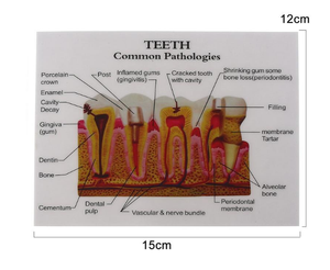 طالب الأسنان الفك نموذج التدريس الأسنان نماذج لطب الأسنان الطالب نموذج لشكل الأسنان - Product Image 5
