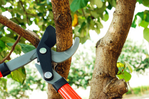 กรรไกรตัดกิ่งไม้แบบเบา ยี่ห้อซันย่า รุ่นเลเวอร์ ล็อปเปอร์ ใบมีดเหล็กกล้าคาร์บอน S50C ด้ามจับพลาสติกนุ่มกันลื่น สีดำเคลือบ PTFE - Product Image 6