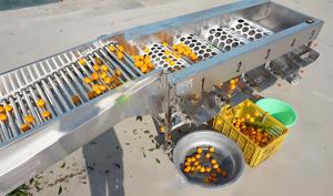 La línea de clasificación de frutas de naranja más profesional Máquina clasificadora de frutas pequeñas Máquina clasificadora de frutas - Product Image 5