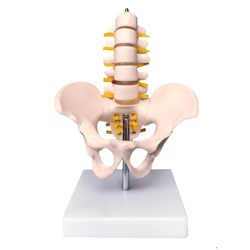 Model kerangka panggul kecil manusia anatomi medis plastik dengan vertebra Lumbar