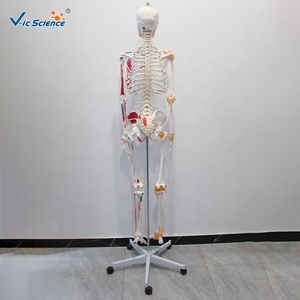 Modelo de Esqueleto <span class=keywords><strong>Humano</strong></span> Pigmentado de 180 cm con Ligamentos, Modelo Anatómico de <span class=keywords><strong>Cuerpo</strong></span> Completo - Product Image 2