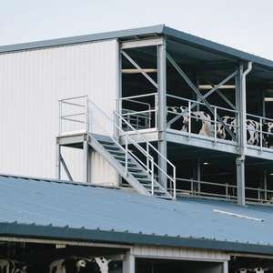 حظيرة الأبقار الفولاذية الجاهزة منخفضة التكلفة 20x50m 30x70m سهلة التجميع لبناء مزرعة 50- - Product Image 2