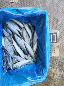 Camarón Entero Congelado en el Mar IQF 10kg/Caja |   Pescado con Alto Contenido de Proteínas y Bajo en Azúcar, Certificado ISO, Marca OASIC, Fujian, para el Mercado Africano - Product Image 5