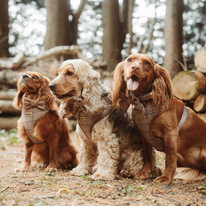 Set Kalung, Tali, dan <span class=keywords><strong>Harness</strong></span> Anjing Premium Grosir Mewah dengan Logo Kustom dan Pola Cetak untuk Hewan Peliharaan - Product Image 5
