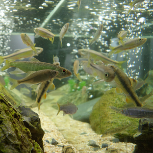 Conteneur d'expédition Aquariums & Accessoires En Plastique Grande Taille Claire Petit <span class=keywords><strong>Verseau</strong></span> Piscine Souterraine Stockée Écologique - Product Image 6