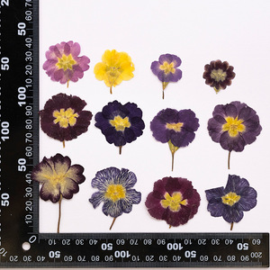 Fiori di <span class=keywords><strong>Primula</strong></span> Essiccati a Colore Naturale per Inviti di Nozze, Creazione di Candele e Decorazioni Fai-da-Te - Product Image 6