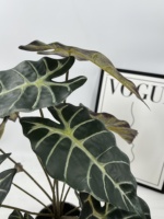 Plante artificielle réaliste Alocasia Amazonica en pot, feuilles noires, ornement de bonsaï pour la remise des diplômes, fait main moderne