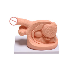 थोक पेशेवर चिकित्सा ग्रेड प्लास्टिक पुरुष प्रजनन शरीर रचना रचना यूरिनरी कैथीटेराइजेशन मॉडल नर्स अभ्यास शिक्षण - Product Image 3