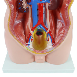 19 phần 85cm PVC nam giải phẫu con người thân mô hình - Product Image 6