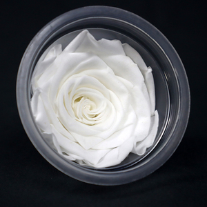 Rosas Eternas, 6 Piezas, 5-6 cm, Grado AA, Rosas Naturales Reales Inmortales, Rosas Preservadas para Ramos de Flores DIY - Product Image 3