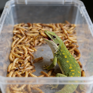 Vers de farine séchés, additif alimentaire riche en protéines, aliment pour bétail, nourriture pour oiseaux, appât pour poissons, nourriture pour animaux de compagnie, alimentation aquatique - Product Image 5