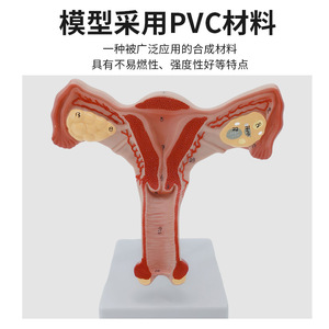 Modelo de órganos reproductores femeninos, modelo de útero privado, material didáctico, modelo ginecológico de ovarios - Product Image 2