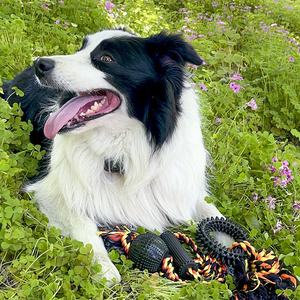 Set tali kunyah Anjing ramah lingkungan, Set tali katun pembersih gigi mainan hewan peliharaan gaya Modern bola untuk anjing grosir - Product Image 2