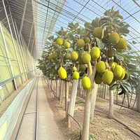 Commercial Agriculture Serre Weifang Fournisseur pour la Vente