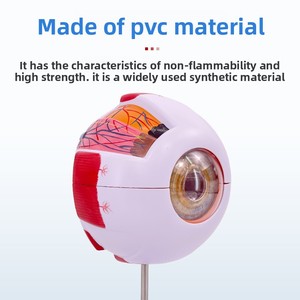 Modelo Anatómico de Globo Ocular Humano Desmontable, Simulación de Ojo para Niños, Modelo Médico de PVC, Marca MAXCARE - Product Image 2