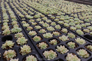 กระถางขนาด9ซม. สีชมพูสำหรับใช้ประดับในร่ม - Product Image 3