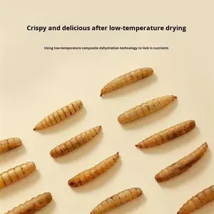 Insectos de Mosca <span class=keywords><strong>Soldado</strong></span> Negra Secados en Microondas para Alimento de Hámsteres y Tortugas, Alimento Nutritivo Esencial de Shandong <span class=keywords><strong>Universal</strong></span> - Product Image 4