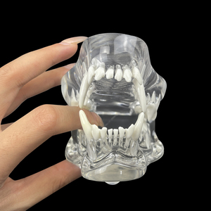 Modèle anatomique dentaire canin pour chiens MX-041 en résine transparente – Éducation et démonstration vétérinaire pour l'enseignement dentaire des animaux de compagnie - Product Image 4