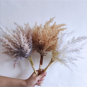 Cỏ Pampas ngắn thân, cỏ Pampas ngắn, hoa khô cỏ Pampas, hoa giả nhỏ - Product Image 1