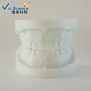 Modèle d'apprentissage pour enfants, modèle de <span class=keywords><strong>dentition</strong></span> en aluminium blanc, dents humaines, anatomie dentaire pour l'éducation scientifique médicale - Product Image 5