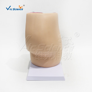 Modèle de simulation pédagogique de section sagittale de la cavité pelvienne masculine (système reproducteur et urinaire) ; modèle biologique - Product Image 1