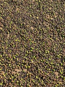 Antioxidante a base de hierbas Black Terminalia Chebula Premium Agricultura Secado al sol 2 años de vida útil Región montañosa Western Maharashtra - Product Image 4