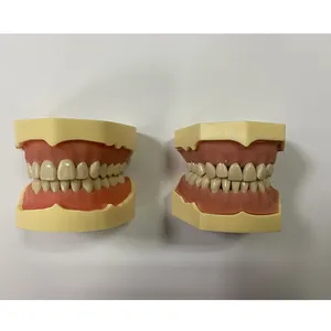 Dental jaw model back-up teeth practice model full mouth removable tooth gums students practice AG-3 AG-4