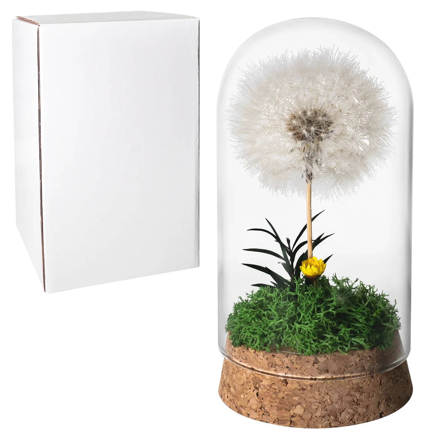 Christmas Valentines Day Gift Eternal Flower Home Decoration Preserved Dandelion in Glass Dome Gifts for Women Girls