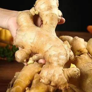 Radice di Zenzero Biologica Premium Naturale Versatile con Sapore Intenso - per Cucina, Tè, Fresca e Affettata, Uso Agricolo - Product Image 1