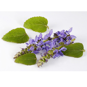 Fabricante <span class=keywords><strong>Coleus</strong></span> <span class=keywords><strong>Forskohlii</strong></span> Extrato 10:1 20:1 <span class=keywords><strong>Coleus</strong></span> <span class=keywords><strong>Forskohlii</strong></span> Extrato Em Pó - Product Image 2