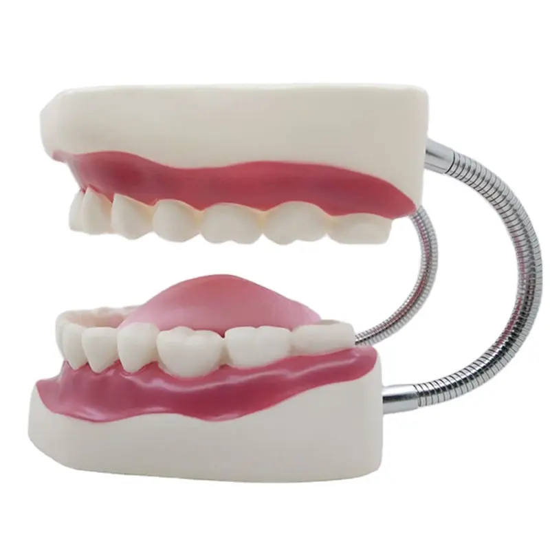 spot goods for sale adult 32pcs teeth Medical Models Dental Care Model, simulation Teeth Model with tongue