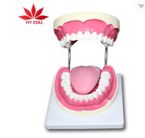 Enseñanza de dentistas demostración modelo de dientes de cuidado dental de plástico para suministro educativo - Product Image 5